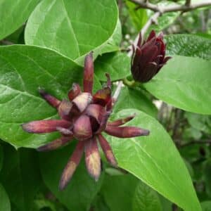 Calycanthus floridus var. glaucus - Détails d'une fleur
