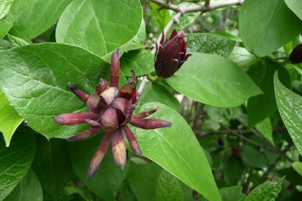 Calycanthus floridus var. glaucus - Détails d'une fleur