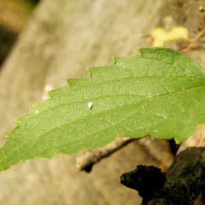Celtis australis - Détail d'une feuilles