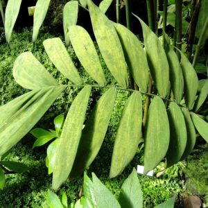 Chamaedorea microspadix - Détail d'une feuille