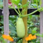 Courgette italienne ' Bianca Di Trieste', Cucurbita pepo L. En culture, graines de Courgette italienne ' Bianca Di Trieste', graines de Cucurbita pepo L.