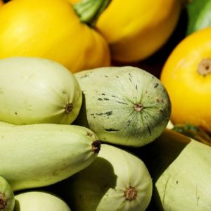 Courgette italienne 'Bianca Di Trieste - Fruits