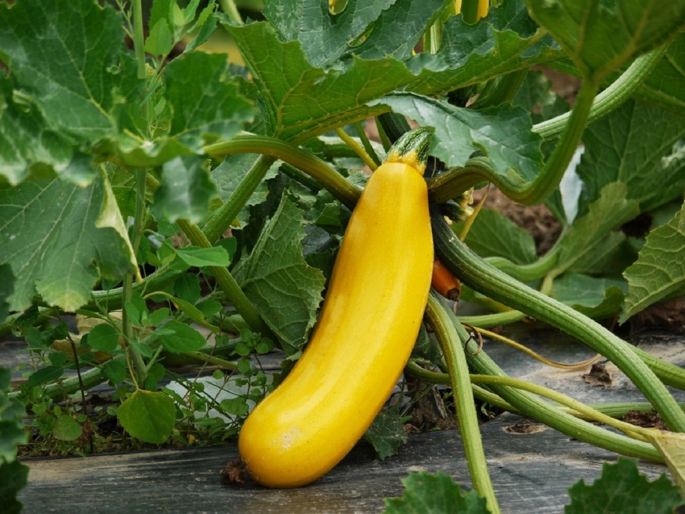 Graines De Courgette Blanche De Virginie - 15 Graines - Variété Précoce Et Productive - Pour Potager Ou Balcon