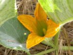 Cucurbita foetidissima - Floraison