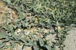 Cucurbita foetidissima - En culture