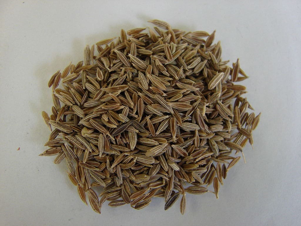 Graines de Cumin – Plante aromatique et médicinale facile à cultiver.