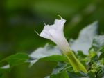 Datura stramonium - Fleur