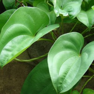 Dioscorea alata - Détail d'une feuille