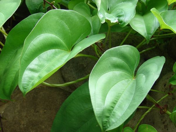 Dioscorea alata - Détail d'une feuille