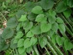 Dioscorea alata - Feuillage