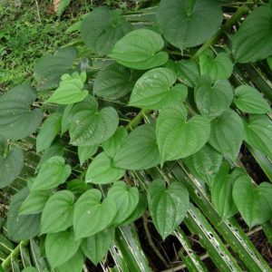 Dioscorea alata - Feuillage