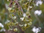 Dioscorea alata - Fructification