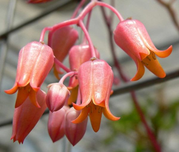 Echeveria lilacina - Détail d'une fleur