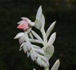 Echeveria lilacina - Fleur
