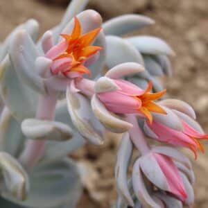 Echeveria lilacina, Inflorescence de Ghost echeveria, Graines de Echeveria lilacina, Graines de Ghost echeveria
