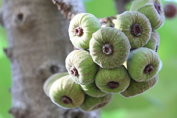 Ficus auriculata - Sycones