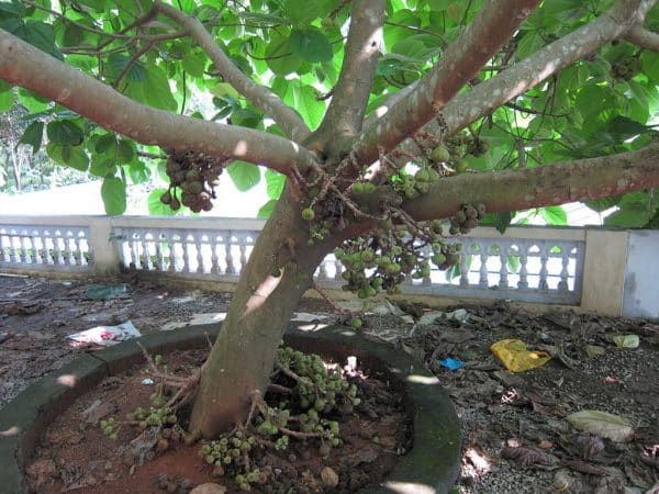 Ficus auriculata - Infrutescence