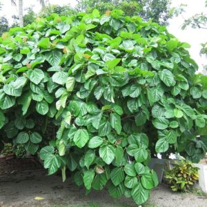Graines D'Alocasia - Lot De 50 Graines Fraîches Pour Cultiver Des Plantes D'intérieur Tropicales - 5