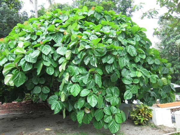Ficus auriculata - Vue générale