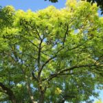Fraxinus excelsior - Houppier