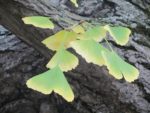 Gingko biloba - Détail d'une feuille