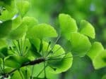 Plant de Gingko biloba, Plant d'Arbre aux 40 écus