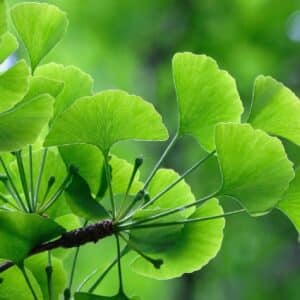 Plant de Gingko biloba, Plant d'Arbre aux 40 écus