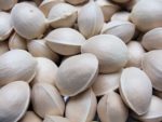 Gingko biloba - Graines