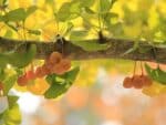 Fruits Gingko biloba, Graines Ginkgo biloba