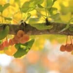 Fruits Gingko biloba, Graines Ginkgo biloba