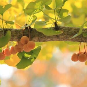 Fruits Gingko biloba, Graines Ginkgo biloba
