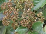 Fruits d'Harungana madagascariensis, Fructification d'Harongana, graines d'Harungana madagascariensis, graines d'Harongana