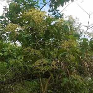 Harungana madagascariensis - Jeune plante