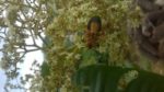 Harungana madagascariensis - Pollinisation