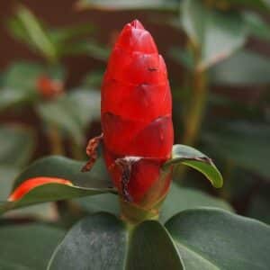 Fleur d'Heliconia imbricata, Fleur de Balisier rouge, graines d'Heliconia imbricata, graines de Balisier rouge