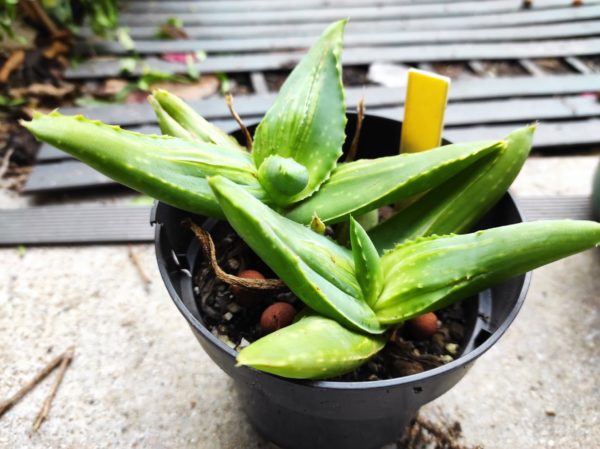 Aloe striata variegata monstruosa - Plant d'Aloe monstruosa