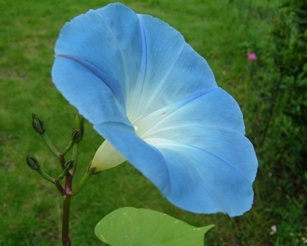 Fleur-Grosses graines-paquet illustré-Ipomoea-bleu céleste
