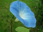 Ipomoea tricolor cv. Bleu d'Azur - Détail d'une fleur