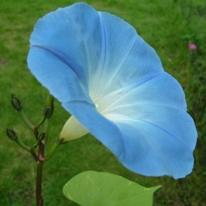 Ipomoea tricolor cv. Bleu d'Azur - Détail d'une fleur