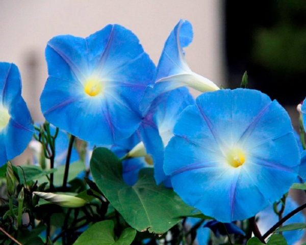 Fleur-Grosses graines-paquet illustré-Ipomoea-bleu céleste