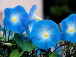 Ipomoea tricolor cv. Bleu d'Azur - Fleurs