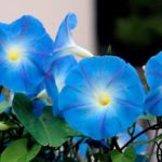Ipomoea tricolor cv. Bleu d'Azur - Fleurs