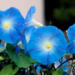 Ipomoea tricolor cv. Bleu d'Azur - Fleurs