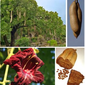 Kigelia africana - Détails de l'arbre