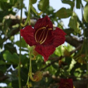 Kigelia africana - Inflorescence