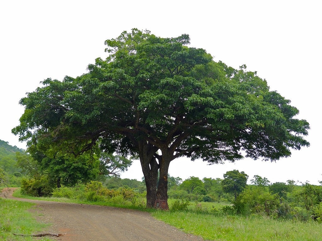 Graines D’Arbre à Saucisses – Kigelia Pinnata Africana – 10 Graines Curiosité Tropicale SAFLAX