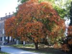 Koelreuteria paniculata, Savonnier en automne, Graines de Koelreuteria paniculata, Graines de Savonnier