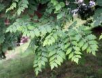 Koelreuteria paniculata - Feuillage