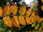 Feuillage de Koelreuteria paniculata, Feuilles de Savonnier, Graines de Koelreuteria paniculata, Graines du Savonnier