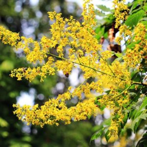 Koelreuteria paniculata - Floraison